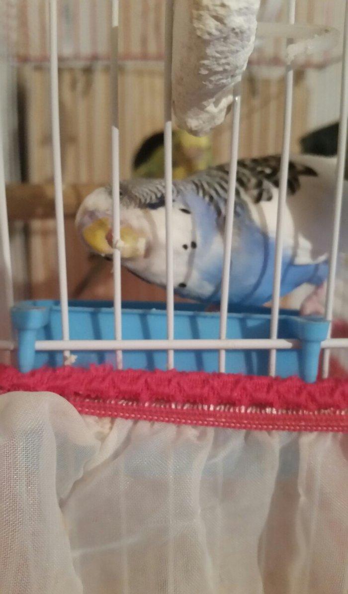 Tecili cox gozel renglere malik aktiv qizqin hazir cut satilir yuva du