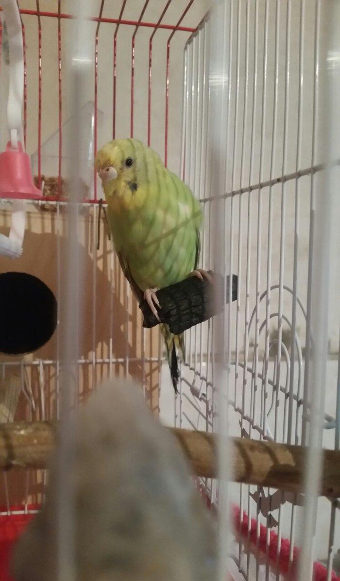 Tecili cox gozel renglere malik aktiv qizqin hazir cut satilir yuva du