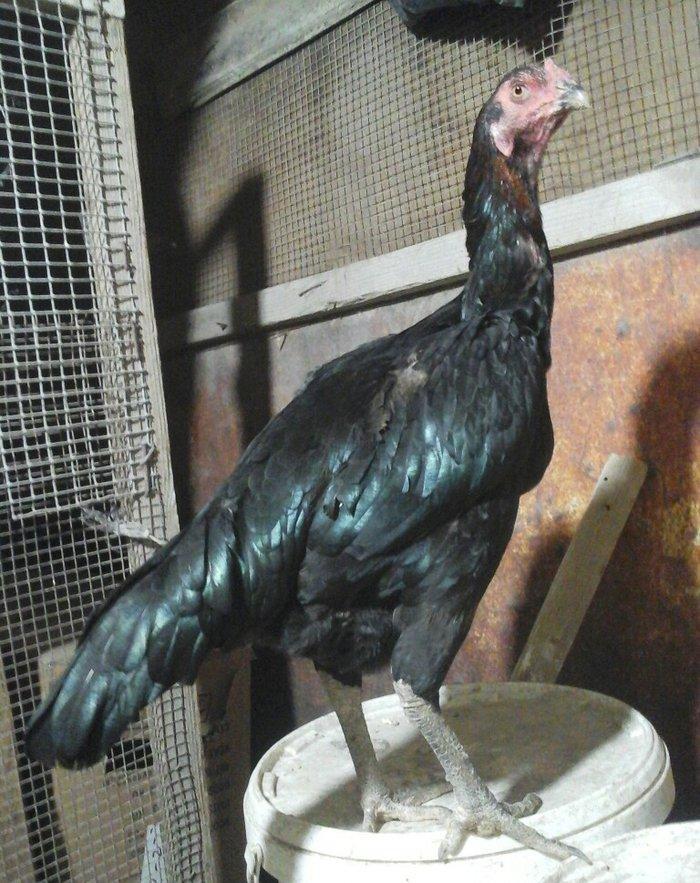 Heyratı toyugu temiz ingilis sortu yumurtlayir doyusgendir tam saglamd