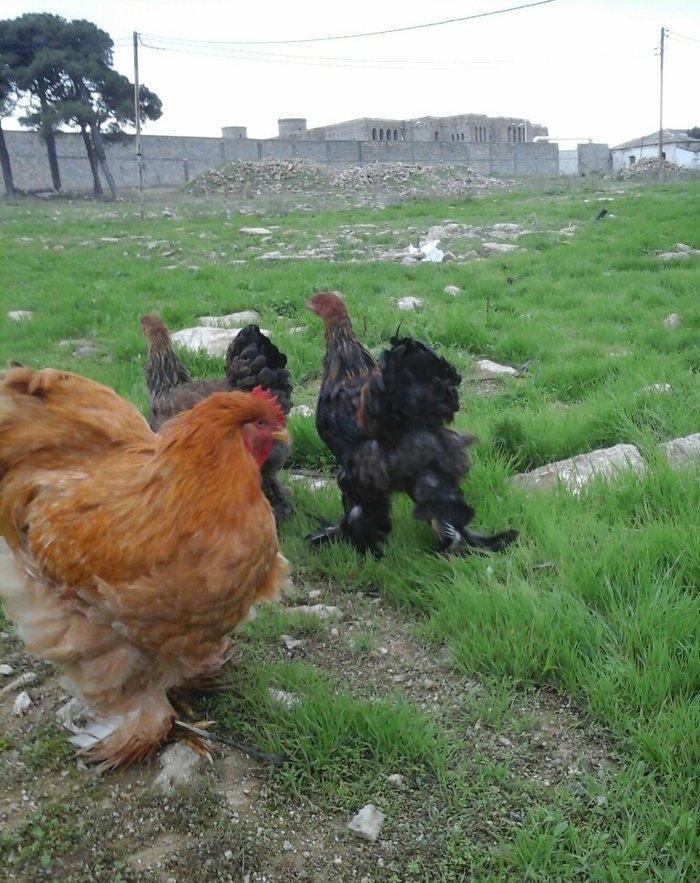 Koken dev xoruz 1 illikdir tam saglamdir alan olsa endirim olacaq.