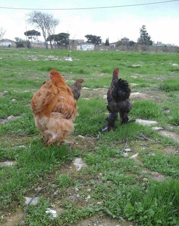 Koken dev xoruz 1 illikdir tam saglamdir alan olsa endirim olacaq.