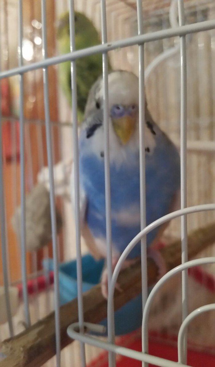 Tecili cox gozel renglere malik cut satilir yuva hazirlayirlar cavan q