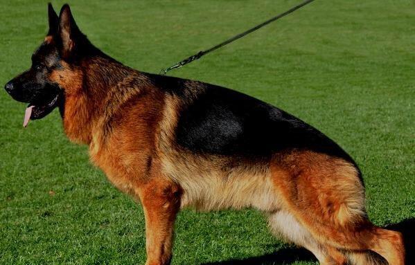 Orijinal alman avcarkasi bel asaqi quyruq yerde reng xina rengli uzu m