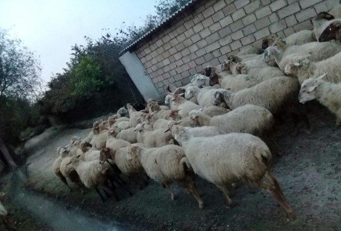 75 baw qoyun satiram, 22i balalidir. Ve qalan heyvan hamsi bogazdir. V