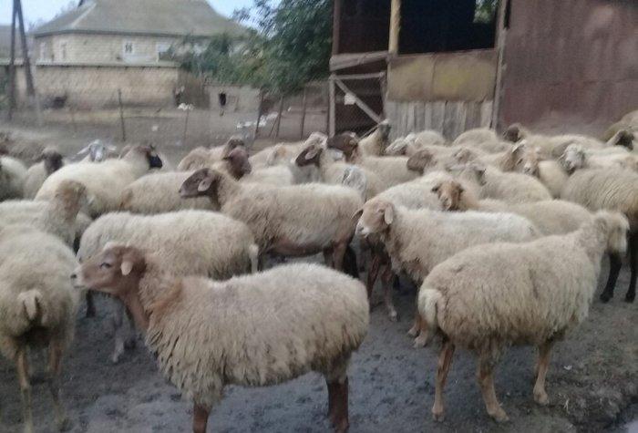 75 baw qoyun satiram, 22i balalidir. Ve qalan heyvan hamsi bogazdir. V