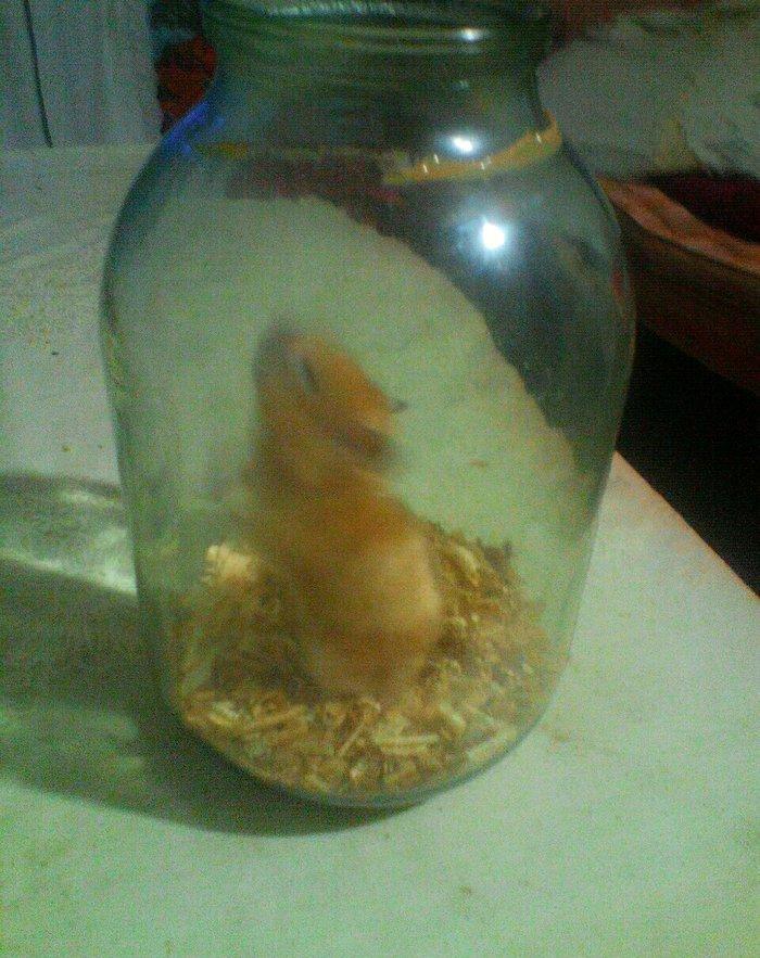 salam dağ siçanı satıram böyük şəkildə kimi 1 ədət dişi galib təmiz iy