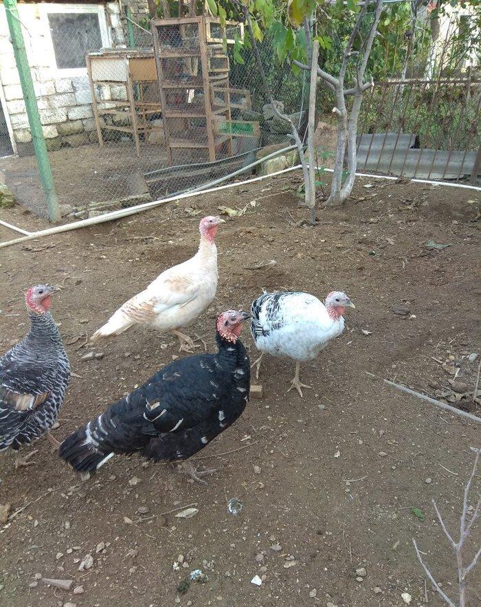 hinduşka 4-dene dişilər ,bir il altı aylıq. birəzdən yumurtalaycaq.  b