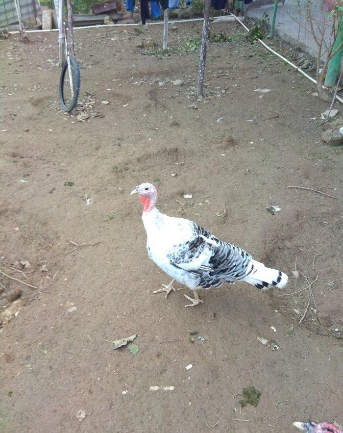 hinduşka 4-dene dişilər ,bir il altı aylıq. birəzdən yumurtalaycaq.  b