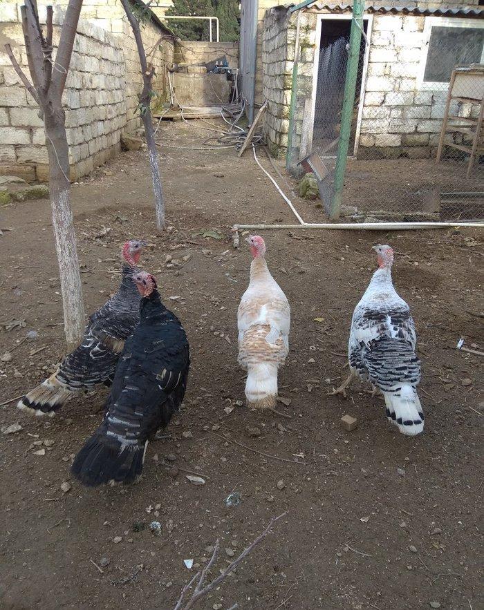 hinduşka 4-dene dişilər ,bir il altı aylıq. birəzdən yumurtalaycaq.  b