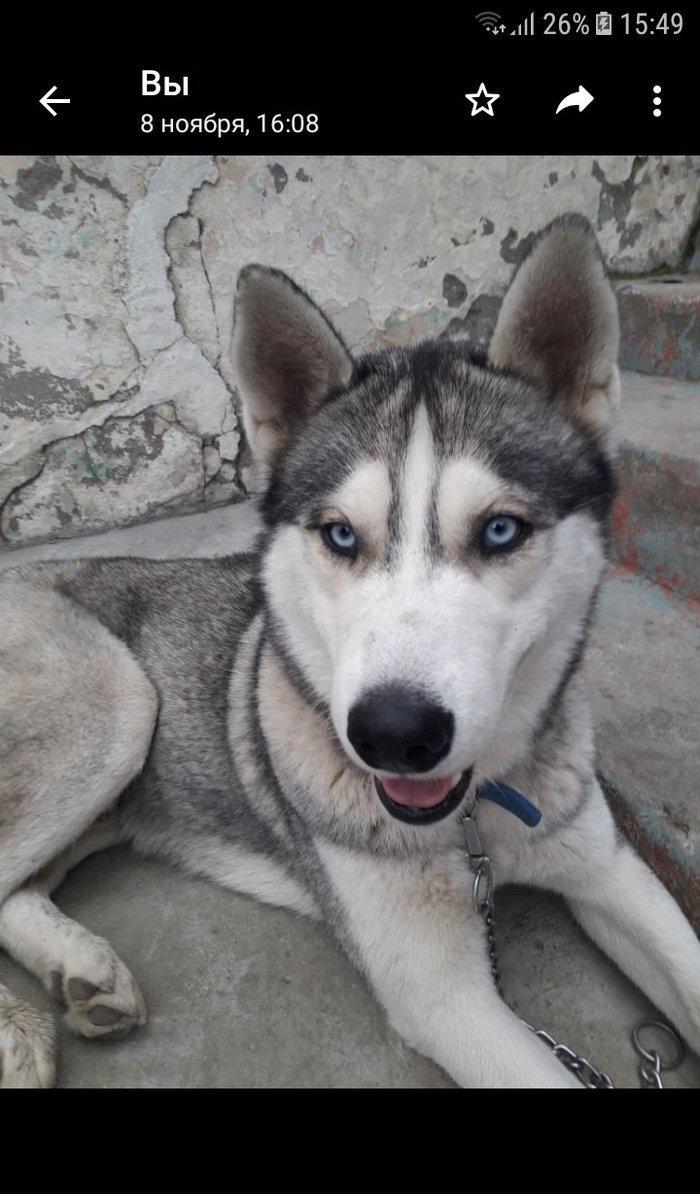 temiz haski erkeydi yaw 1.5 saxlamaga yerim olmadigi ucun tecili satil