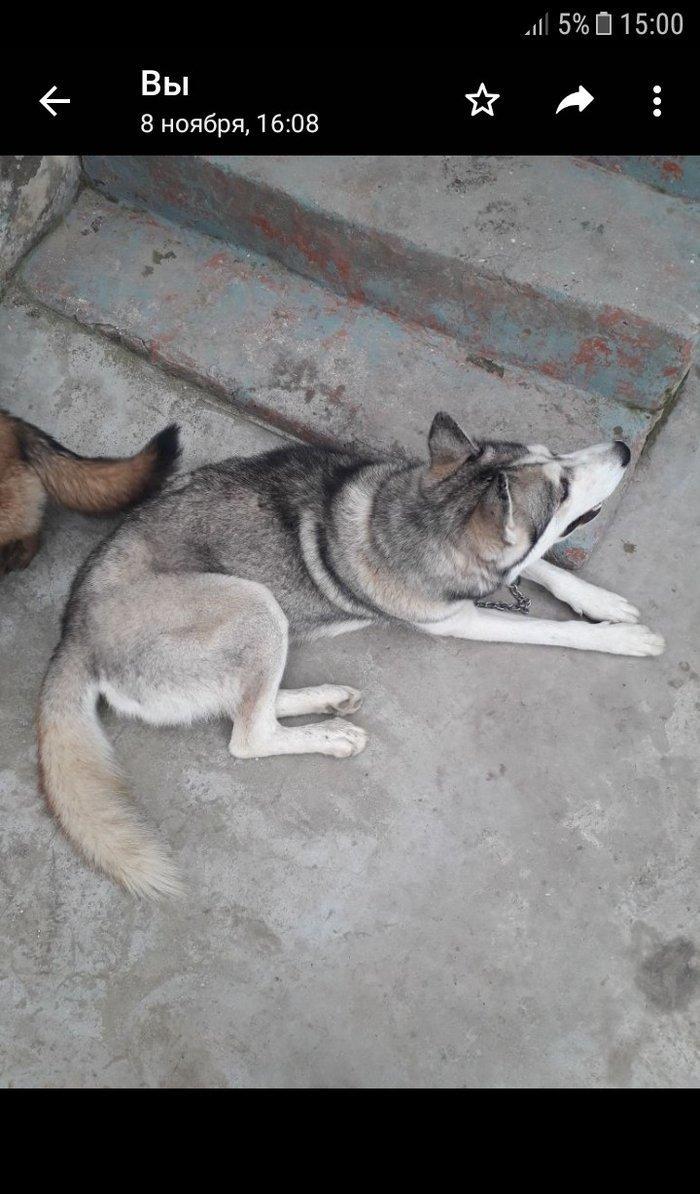 temiz haski erkeydi yaw 1.5 saxlamaga yerim olmadigi ucun tecili satil