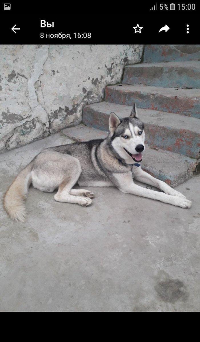 temiz haski erkeydi yaw 1.5 saxlamaga yerim olmadigi ucun tecili satil