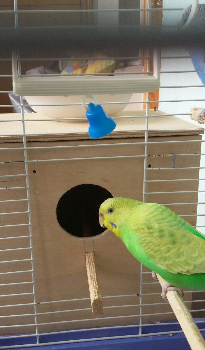 Papuqay satilir. Cox gozel rengi var. Disidir qizgin qusdur. Cute vura