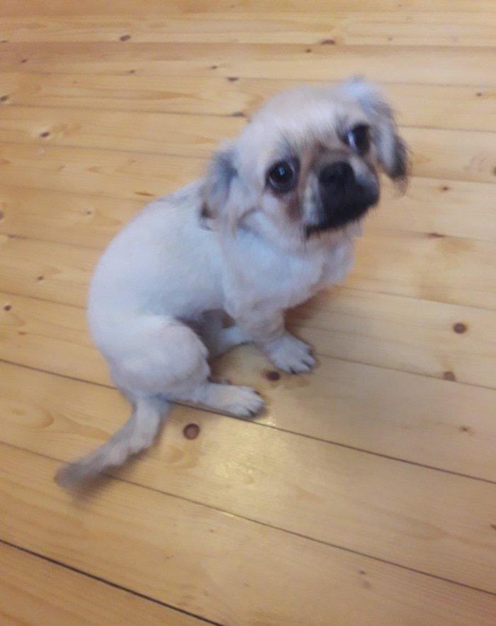 8 iz ayliq pakinec peyvendi vurulub isimle elaqeder satiram cunki evde