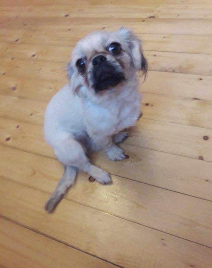 8 iz ayliq pakinec peyvendi vurulub isimle elaqeder satiram cunki evde