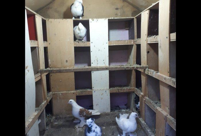 Quşxana satılır. 120 eni 120 uzunu. 1 metr hündürlük. 32 xanəsi var.