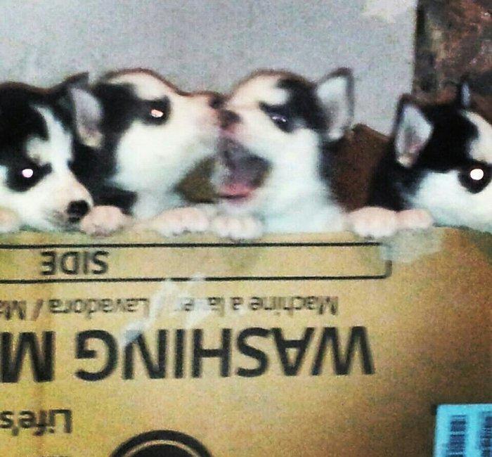 temiz qan xaski balalari satılır erkekde var diwide ay yarimliqdilar c