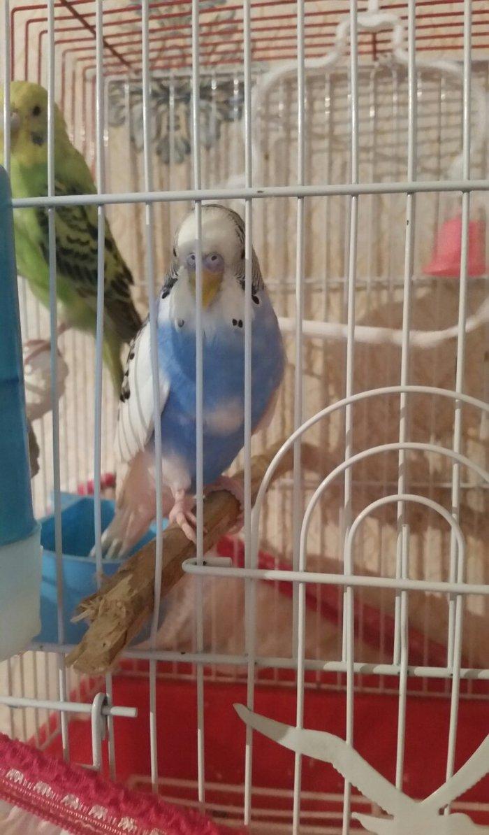 Tecili cox gozel renglere malik cavan cutluk satilir erkey yuva duzeld