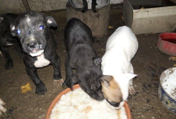 Pitbull balalari.Drak ve Ce****anin balalari satilir.Temiz paroda temiz