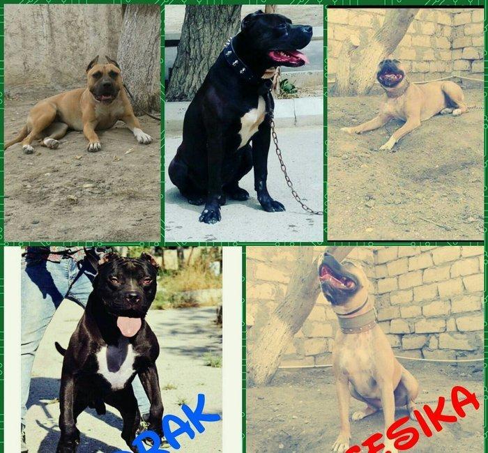 Pitbull balalari.Drak ve Ce****anin balalari satilir.Temiz paroda temiz