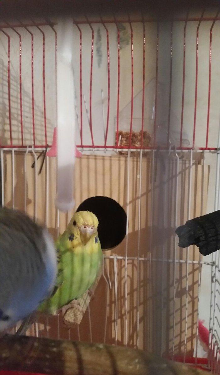 Tecili cox gozel renge malik cavan cutluk satilir erkey yuva qurur qiz