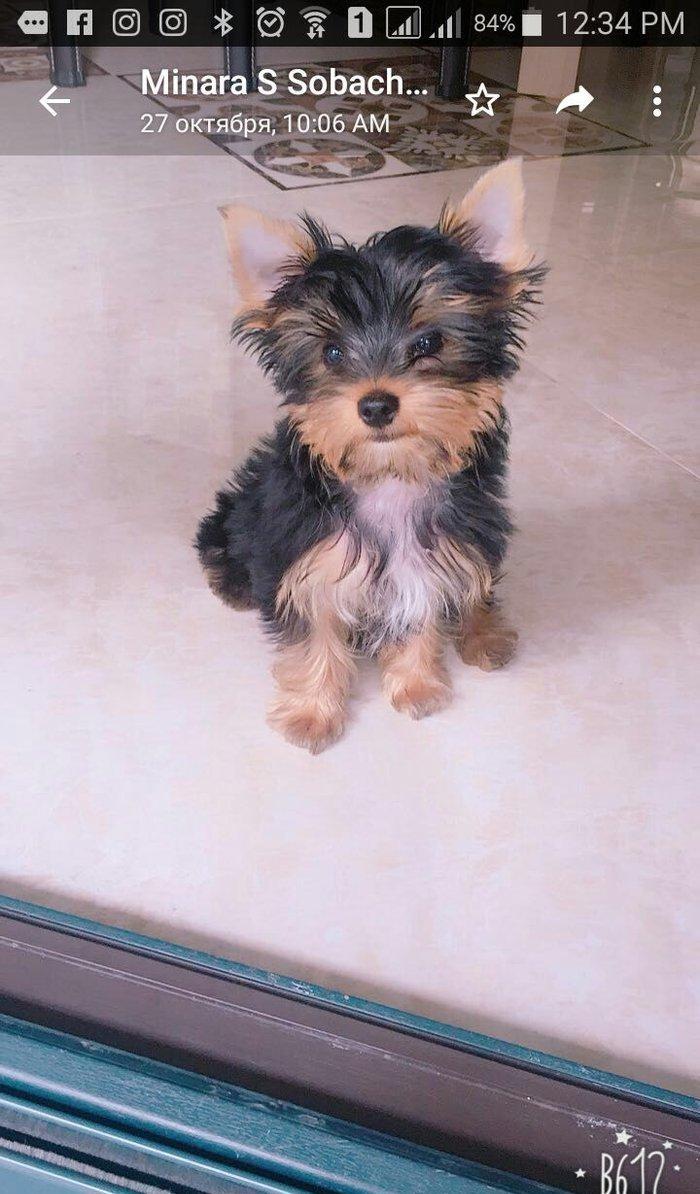 Продаются щенки йоркширского терьера. Очень умные. Приручены к