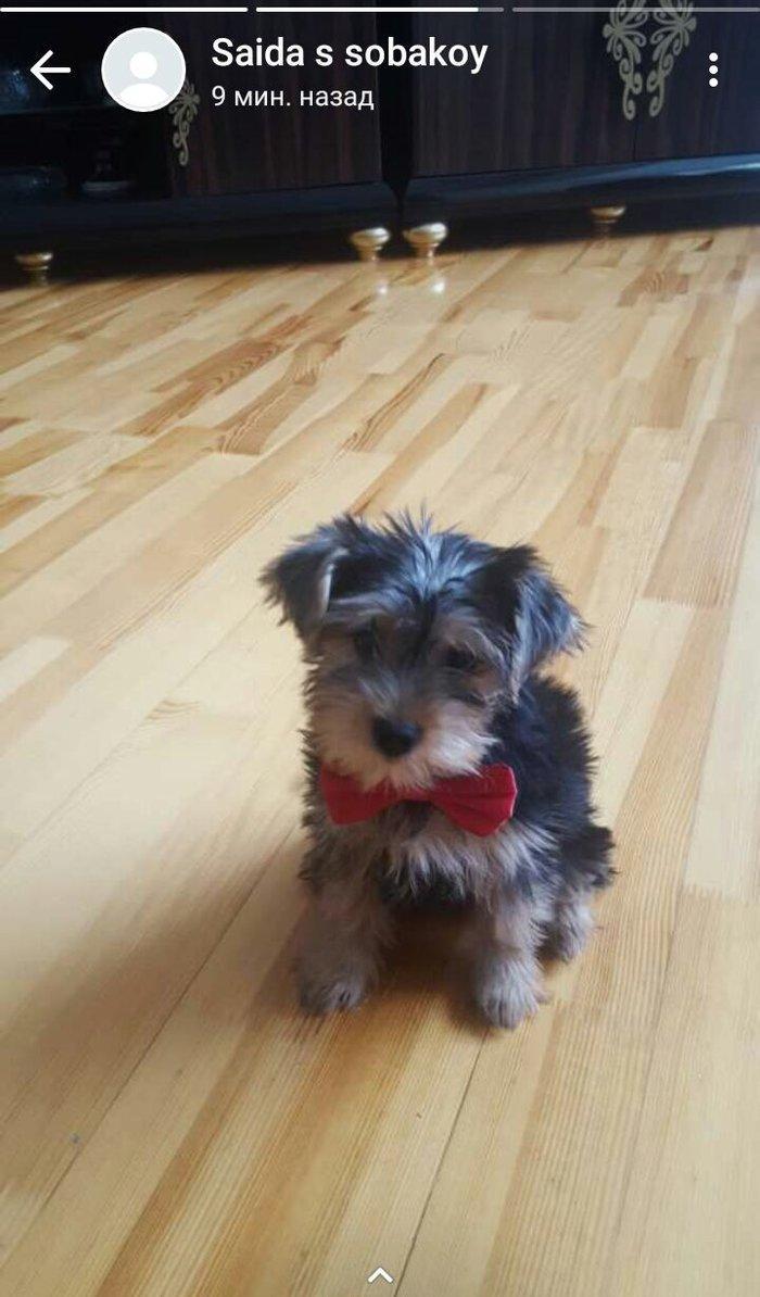 Продаются щенки йоркширского терьера. Очень умные. Приручены к