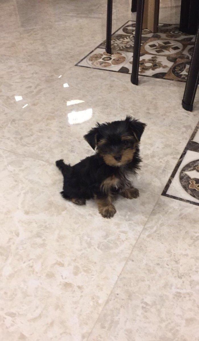 Продаются щенки йоркширского терьера. Очень умные. Приручены к