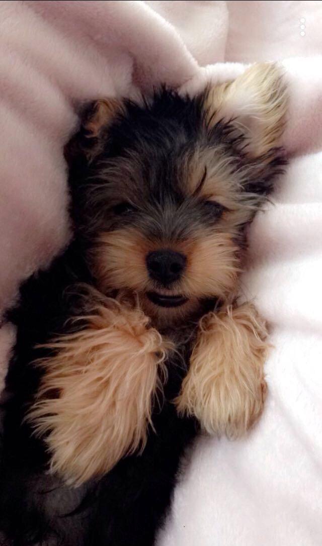 Продаются щенки йоркширского терьера. Очень умные. Приручены к