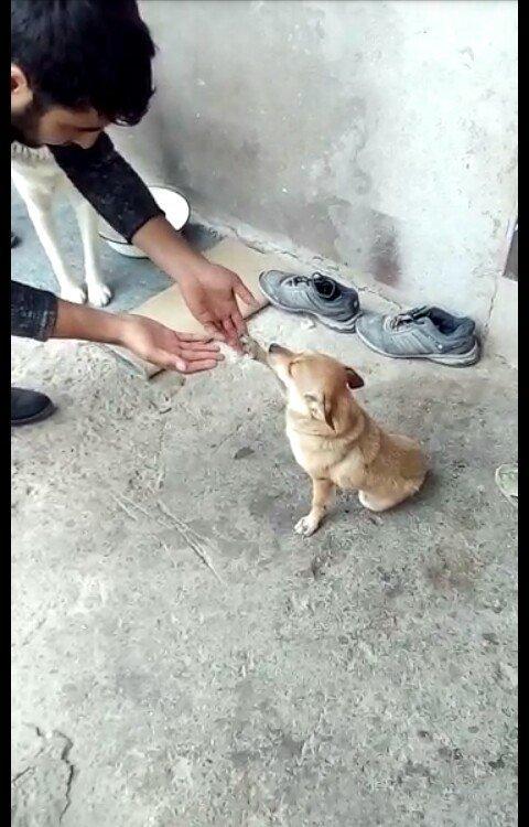 disi 1 yas 7 ayliqdi 2 defe bala verib . 50 azn qiymet sondu