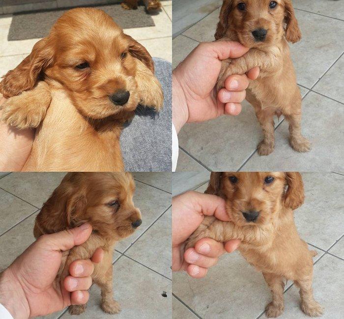 Tam oxuyun melumat tam alin
temiz fransiz iti bala gold koker