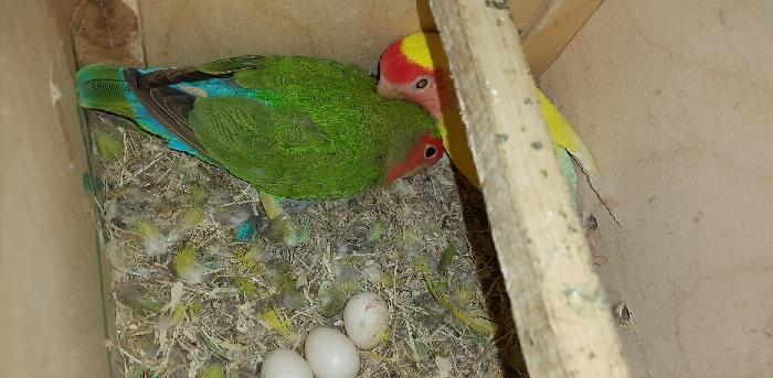 nerazlucnik hazir cut bala alinib sadece cox ses kuy etdiyine gore sa