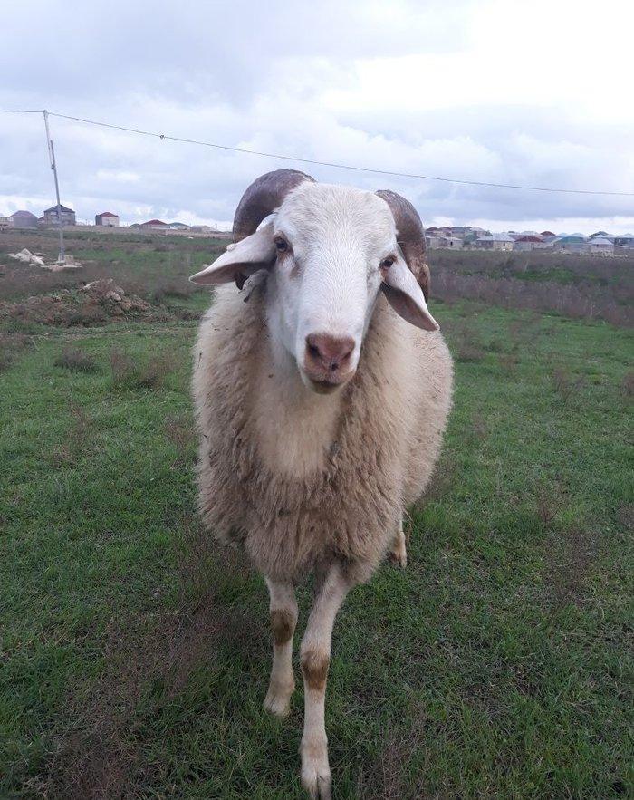 Toy, niwan ucun 10 ayliq ag rengde qoc satiram.. gozlerinin, agzinin