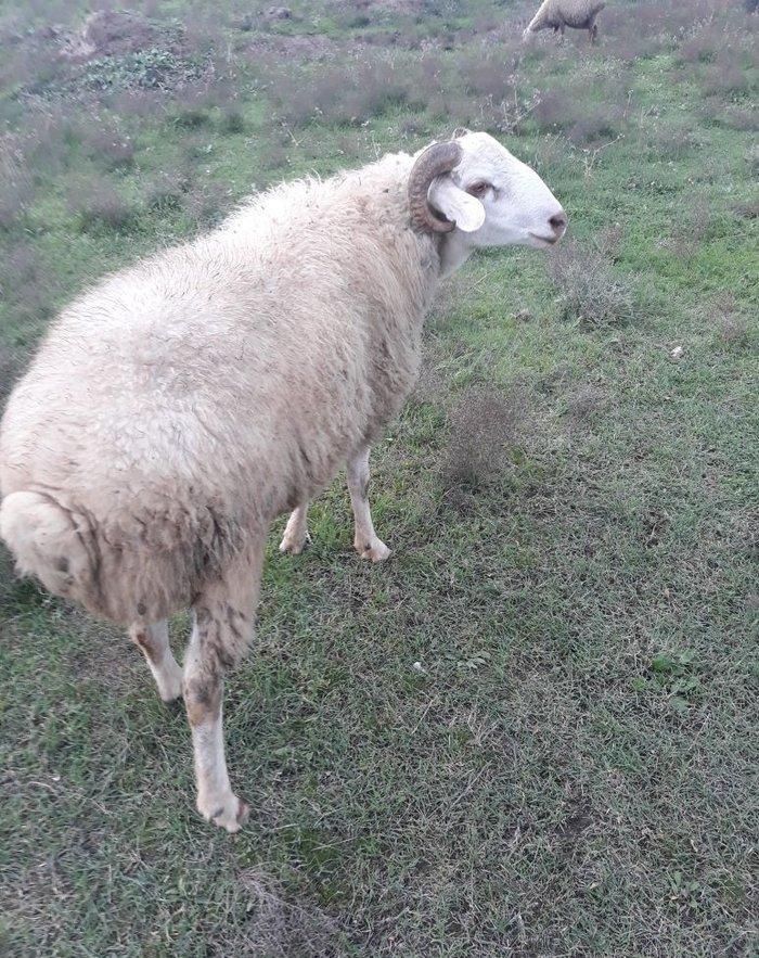 Toy, niwan ucun 10 ayliq ag rengde qoc satiram.. gozlerinin, agzinin