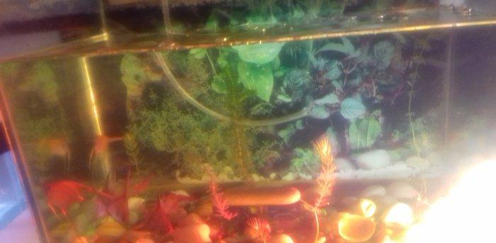 Tecili akvarium satilir 2 eded. Icinde baliqlari dasi tebi otu isigi