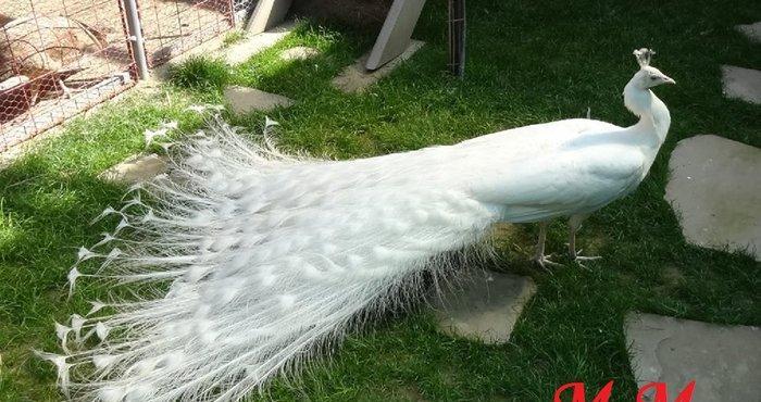 3 illik aq tovuz quşlarıdır.Gördüyünüz kimin cox saqlam esil tebiyet