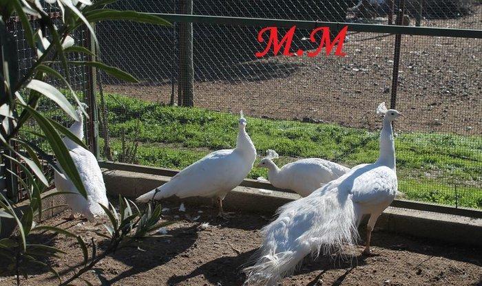 3 illik aq tovuz quşlarıdır.Gördüyünüz kimin cox saqlam esil tebiyet