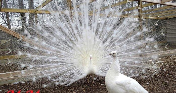 3 illik aq tovuz quşlarıdır.Gördüyünüz kimin cox saqlam esil tebiyet