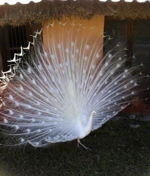 3 illik aq tovuz quşlarıdır.Gördüyünüz kimin cox saqlam esil tebiyet