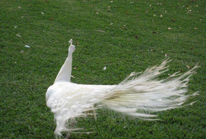 3 illik aq tovuz quşlarıdır.Gördüyünüz kimin cox saqlam esil tebiyet