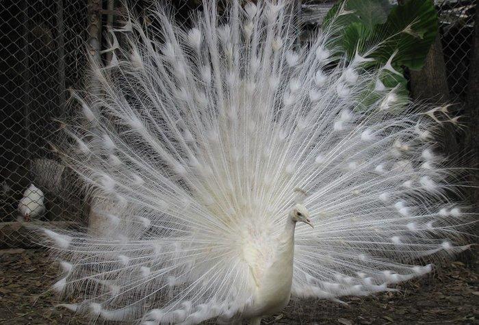 3 illik aq tovuz quşlarıdır.Gördüyünüz kimin cox saqlam esil tebiyet