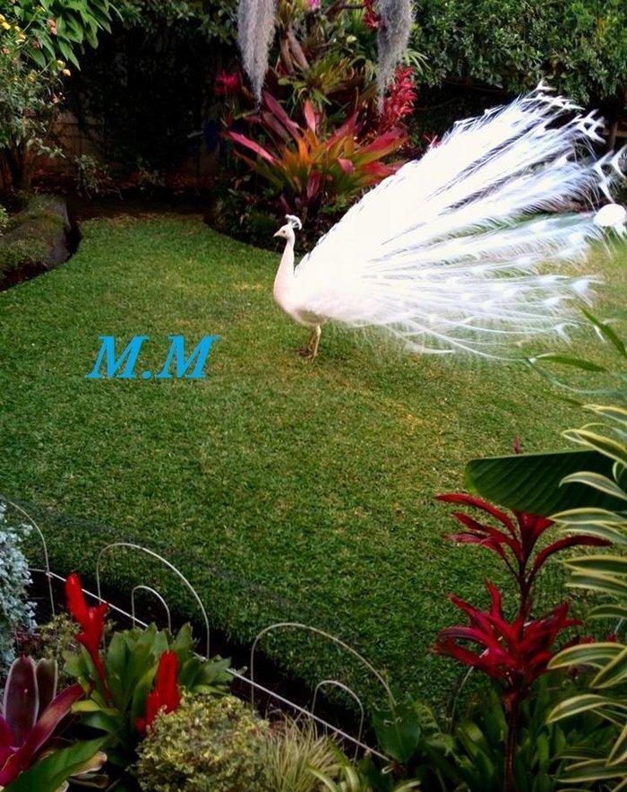 3 illik aq tovuz quşlarıdır.Gördüyünüz kimin cox saqlam esil tebiyet