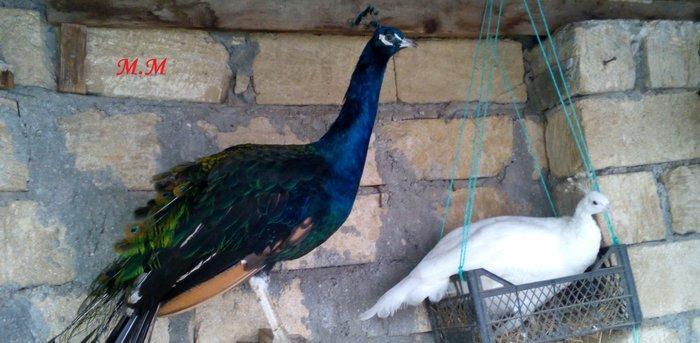 5 illik qara qanad erkey tovuz quşu..Gördüyünüz kimin cox saqlam esil