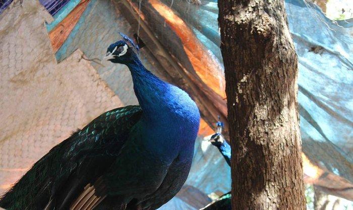 5 illik qara qanad erkey tovuz quşu..Gördüyünüz kimin cox saqlam esil