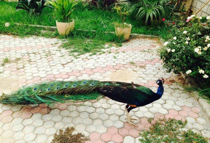 5 illik qara qanad erkey tovuz quşu..Gördüyünüz kimin cox saqlam esil