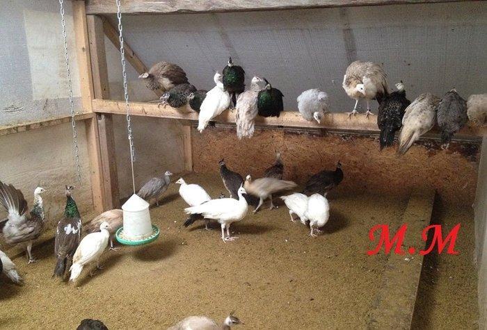 8 ayliq aq tovuz quşlarıdır.Gördüyünüz kimin cox saqlam esil tebiyet