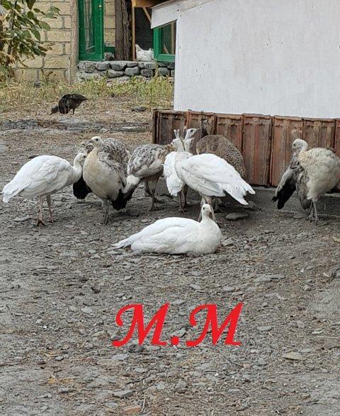 8 ayliq qara qanad tovuz quşlarıdır.Gördüyünüz kimin cox saqlam esil