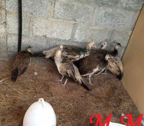 8 ayliq qara qanad tovuz quşlarıdır.Gördüyünüz kimin cox saqlam esil