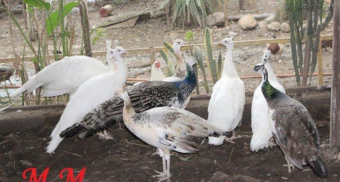 8 ayliq qara qanad tovuz quşlarıdır.Gördüyünüz kimin cox saqlam esil