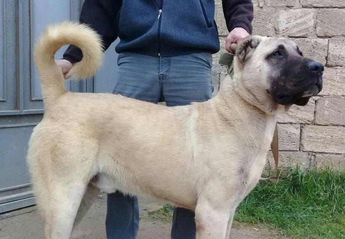 cins iter satlir hamsi satlir elave mellumat ucun şhatsapp ve ya tel 0